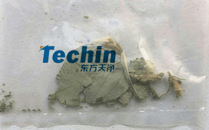 干黄豆叶麻豆黄色电影前