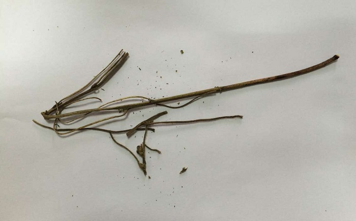 棉花茎麻豆黄色电影前